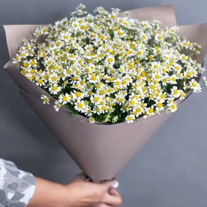 Букет из 17 ромашек танацетум в Пушкино