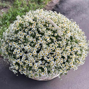 Композиция в корзине из 151 ромашки в Пушкино