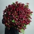 Монобукет из 75 кустовых роз Марун (70 см) в Пушкино Монобукет из 75 кустовых роз Марун (70 см) в Пушкино