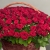 Композиция в корзине из 151 красной розы в Пушкино Композиция в корзине из 151 красной розы в Пушкино