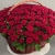 Композиция в корзине из 151 красной розы в Пушкино Композиция в корзине из 151 красной розы в Пушкино