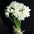 Букет из 25 нарциссов в Пушкино Букет из 25 нарциссов в Пушкино